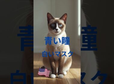 スノーシュー #猫 #cat #好きな子猫 #猫のいる暮らし #子ネコ #猫のいる生活 #元気になる動画 #元気になる動画 #猫好きさんと繋がりたい #元気お届け