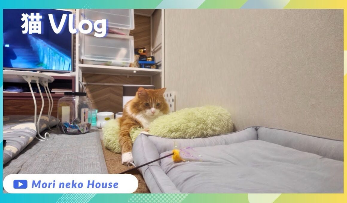 【大型猫】 #メインクーン #猫じゃらし