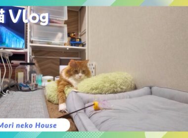 【大型猫】 #メインクーン #猫じゃらし