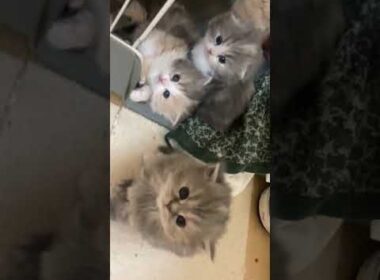 スコティッシュフォールド ブルーパッチドタビー（ロング）の女の子。