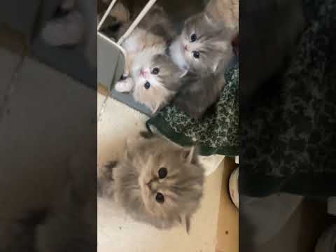 スコティッシュフォールド ブルーパッチドタビー（ロング）の女の子。