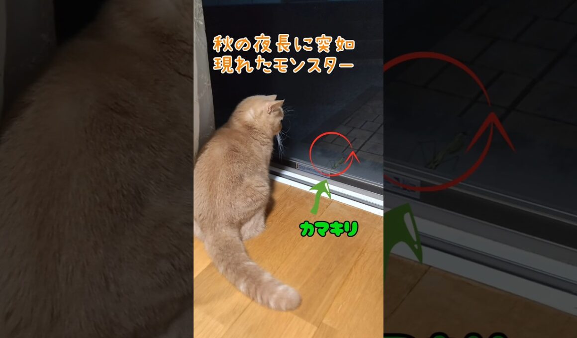 【秋の夜長のマンチカン】 #shorts #猫 #ねこ #cat