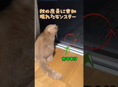 【秋の夜長のマンチカン】 #shorts #猫 #ねこ #cat