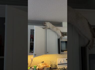 These cats are too funny #funnycats #cats #devonrex #catlover video