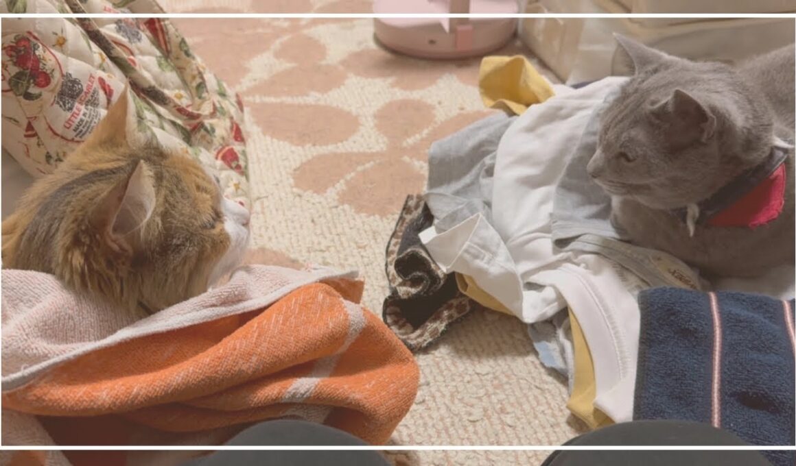 洗濯物大好きなサイベリアンのルナちゃんとロシアンブルーのノアちゃんです。