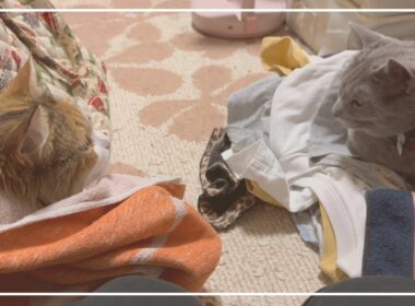 洗濯物大好きなサイベリアンのルナちゃんとロシアンブルーのノアちゃんです。