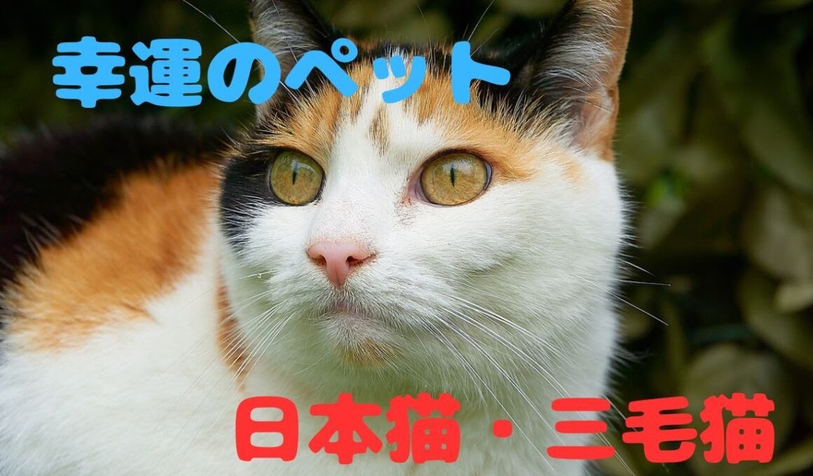 日本で愛され幸運を呼ぶネコ•三毛猫