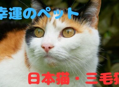 日本で愛され幸運を呼ぶネコ•三毛猫