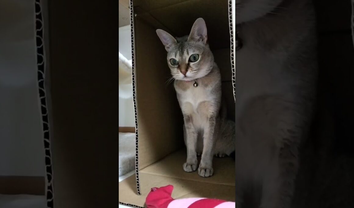 お目々がキレイなシンガプーラ猫はこちら