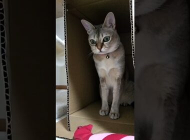 お目々がキレイなシンガプーラ猫はこちら