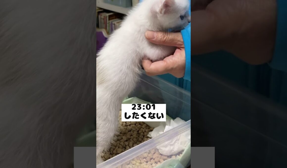 夜中に突然起きて鳴きだす赤ちゃん猫の深夜ルーティン