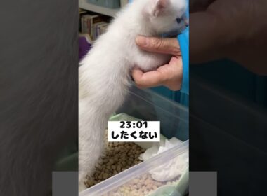夜中に突然起きて鳴きだす赤ちゃん猫の深夜ルーティン