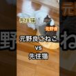 格上が毛づくろいするらしい  #ペルシャ#チンチラ#猫#ねこ #猫のいる暮らし #癒し #いやし#cat  #ふわふわ #野良猫 #キジトラ