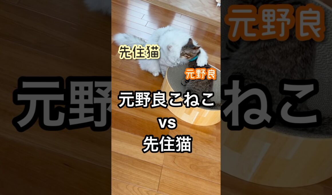 格上が毛づくろいするらしい　　#ペルシャ#チンチラ#猫#ねこ #猫のいる暮らし #癒し #いやし#cat  #ふわふわ #野良猫 #キジトラ