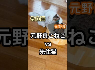 格上が毛づくろいするらしい　　#ペルシャ#チンチラ#猫#ねこ #猫のいる暮らし #癒し #いやし#cat  #ふわふわ #野良猫 #キジトラ