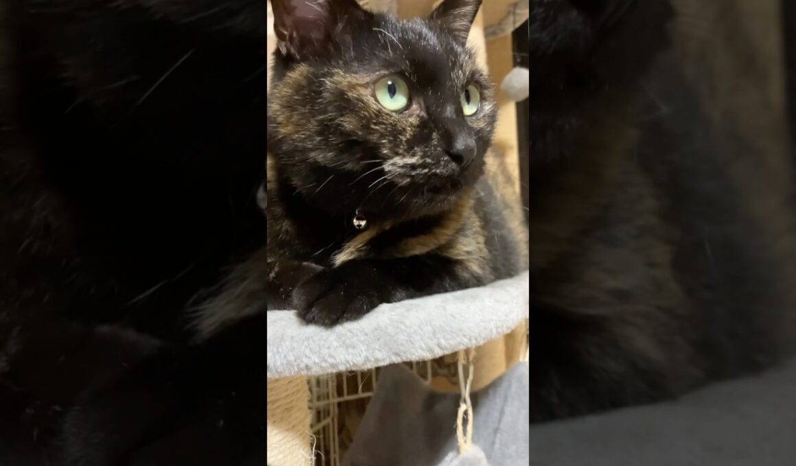 キャットタワーでまったり #cat #ねこ