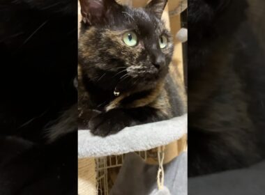 キャットタワーでまったり #cat #ねこ