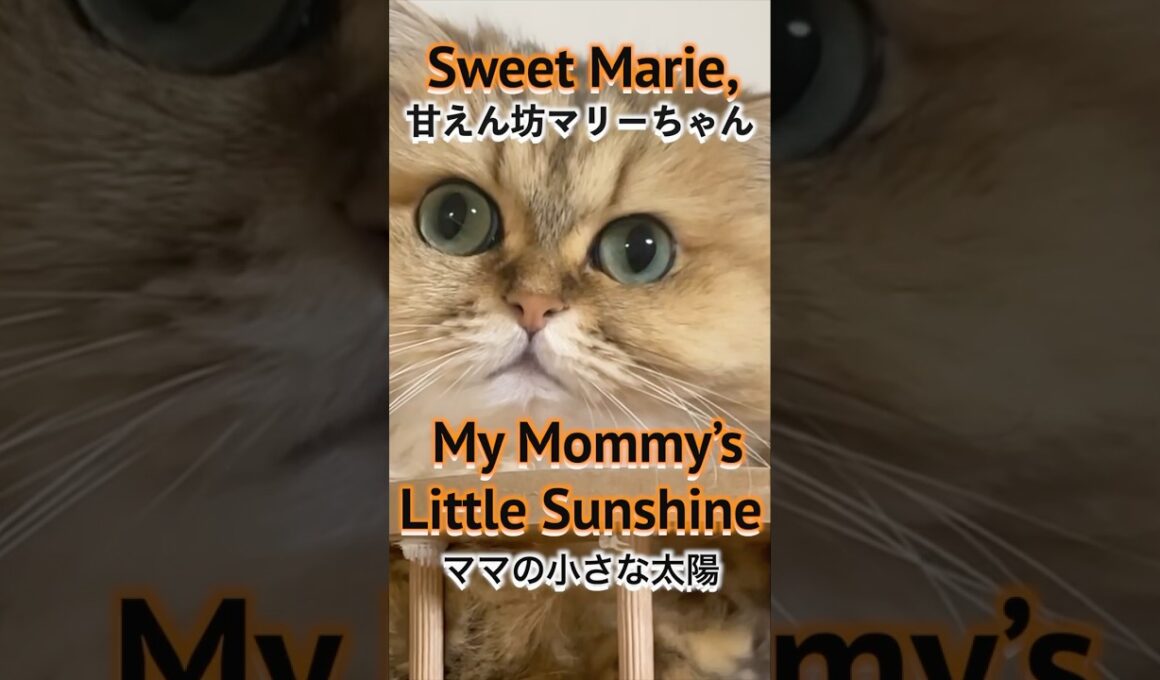 Meet Marie, the Adorable Persian Cat  ペルシャ猫マリーちゃんの可愛さをご紹介#PersianCat #MarieTheCat #CuteCats #cat