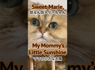 Meet Marie, the Adorable Persian Cat  ペルシャ猫マリーちゃんの可愛さをご紹介#PersianCat #MarieTheCat #CuteCats #cat