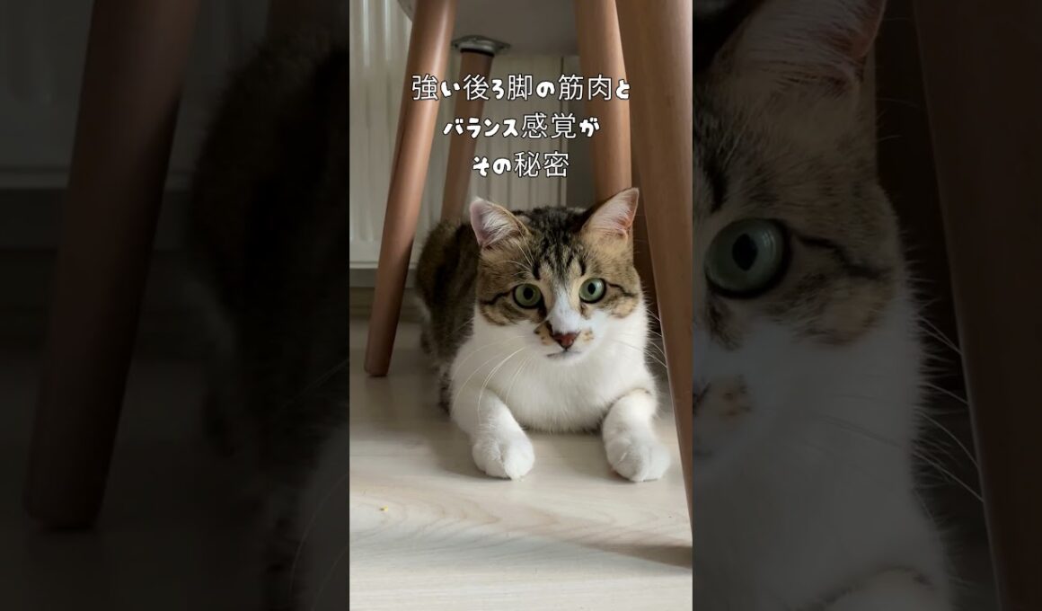 【そんなに飛べるのはなぜ？】驚異の猫のジャンプ力！　＃猫　＃ジャンプ　＃猫の筋肉