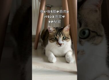 【そんなに飛べるのはなぜ？】驚異の猫のジャンプ力！　＃猫　＃ジャンプ　＃猫の筋肉