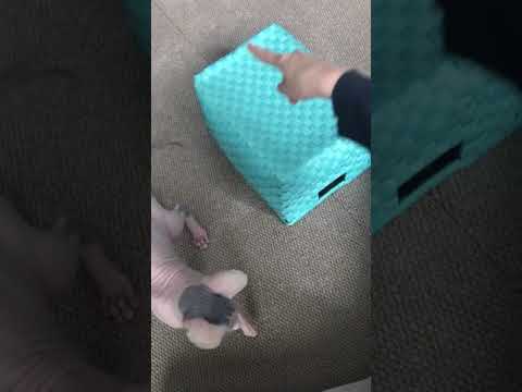 芸をする猫 スフィンクス