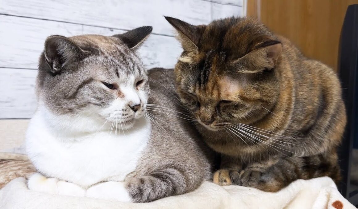 【犬猫の大家族】大きくなっても先輩猫の前では子猫になる後輩猫が可愛すぎます