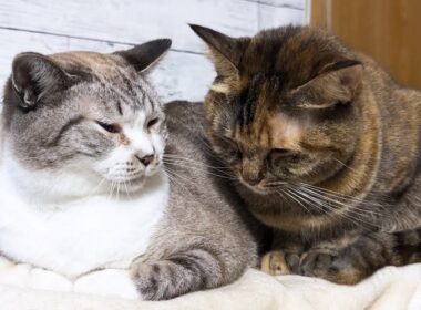 【犬猫の大家族】大きくなっても先輩猫の前では子猫になる後輩猫が可愛すぎます