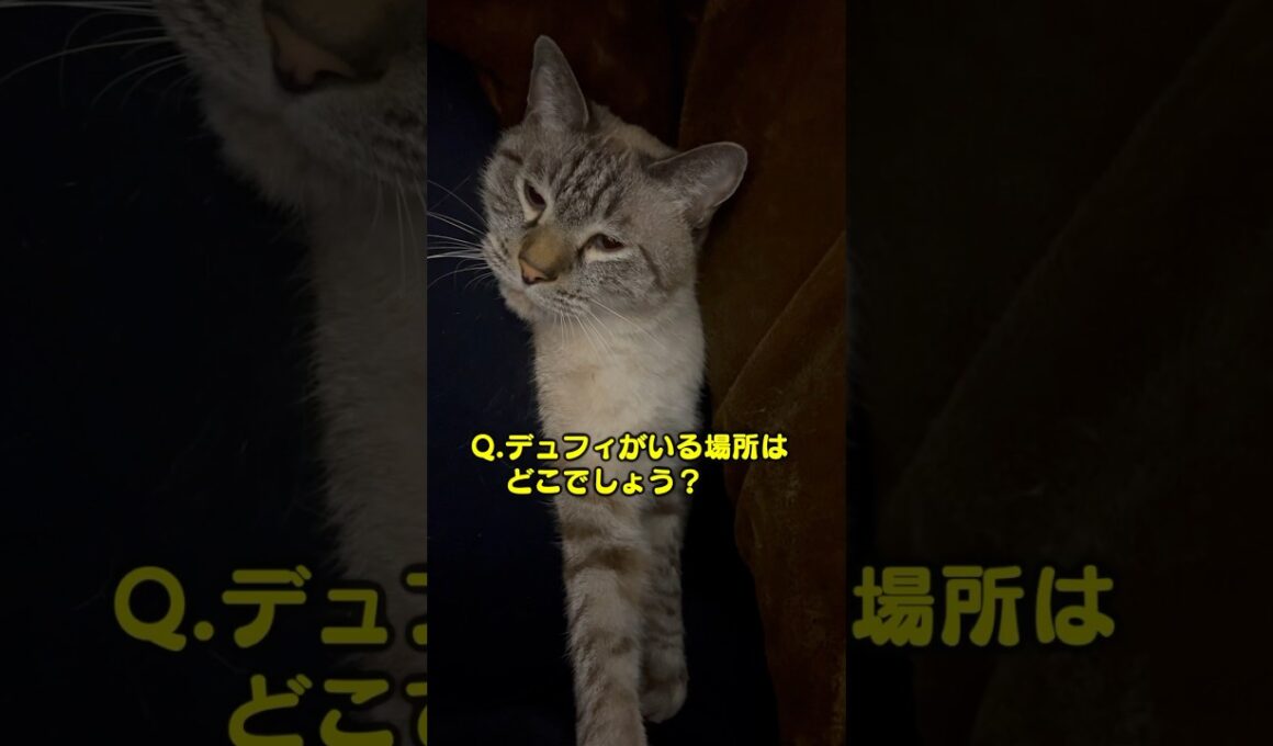 この猫、どこに挟まってんだ！？
