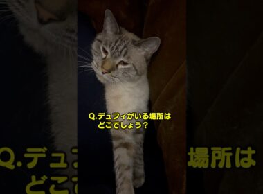 この猫、どこに挟まってんだ！？