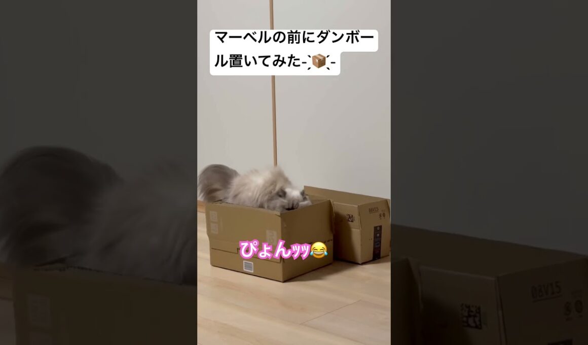 ダンボール見たら入らないといられないヒマラヤンのマーベル🐈🐾 #cat #元気になる動画 #猫好きさんと繋がりたい #元気お届け #猫のいる暮らし #かしわねこ #ねこ #shorts