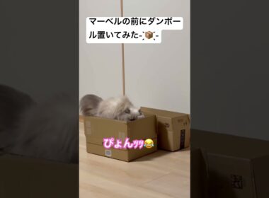 ダンボール見たら入らないといられないヒマラヤンのマーベル🐈🐾 #cat #元気になる動画 #猫好きさんと繋がりたい #元気お届け #猫のいる暮らし #かしわねこ #ねこ #shorts