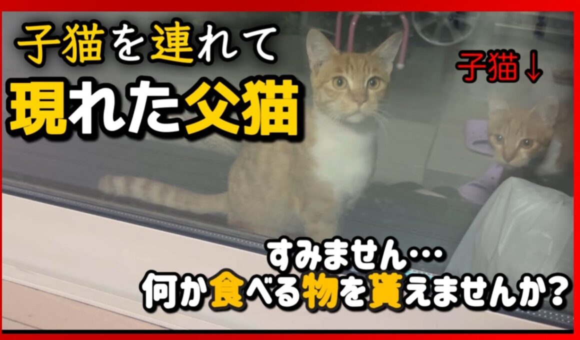 【子猫を連れて現れた父猫】〜僕たちを保護して下さい〜