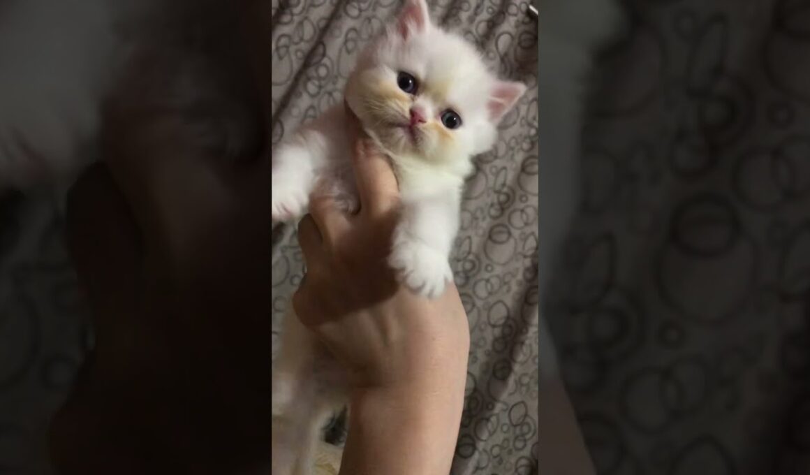 cute face kitty🥰🥰#cat #cute #pets #kitten #cutecat #luckyainncats #子ネコ #赤ちゃん #好きな子猫 #kucinganggora