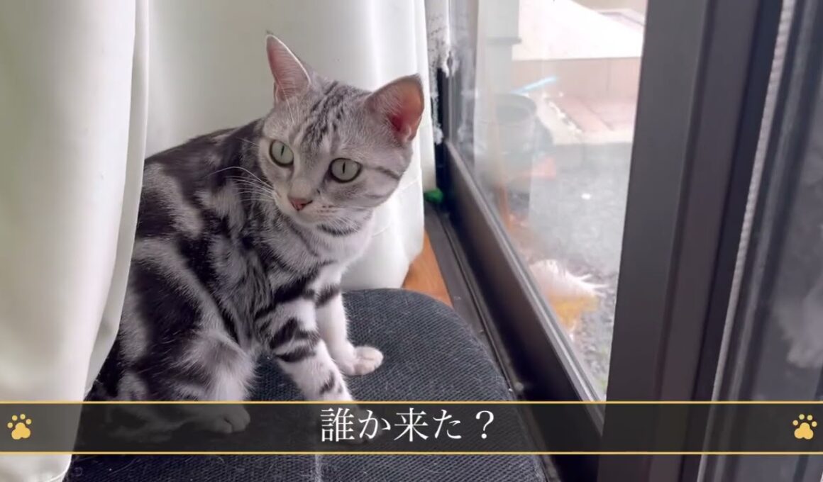 早くごはん食べたい猫と座って食べさせたい飼い主