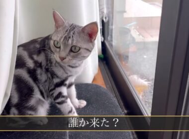 早くごはん食べたい猫と座って食べさせたい飼い主
