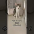 3ヶ月半になった心室中隔欠損症(VSD)の保護子猫は、家族と飼い主に見守られています🐱 #shorts  #子猫動画 #保護子猫