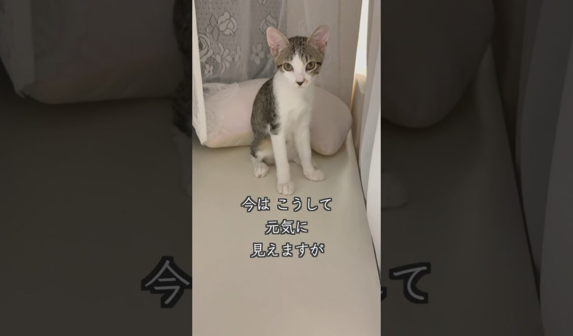 3ヶ月半になった心室中隔欠損症(VSD)の保護子猫は、家族と飼い主に見守られています🐱 #shorts  #子猫動画 #保護子猫