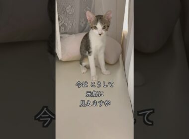 3ヶ月半になった心室中隔欠損症(VSD)の保護子猫は、家族と飼い主に見守られています🐱 #shorts  #子猫動画 #保護子猫