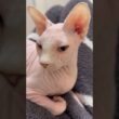 音量上げて聞いてみて!猫アレクサンドラのゴロゴロ音【スフィンクス】