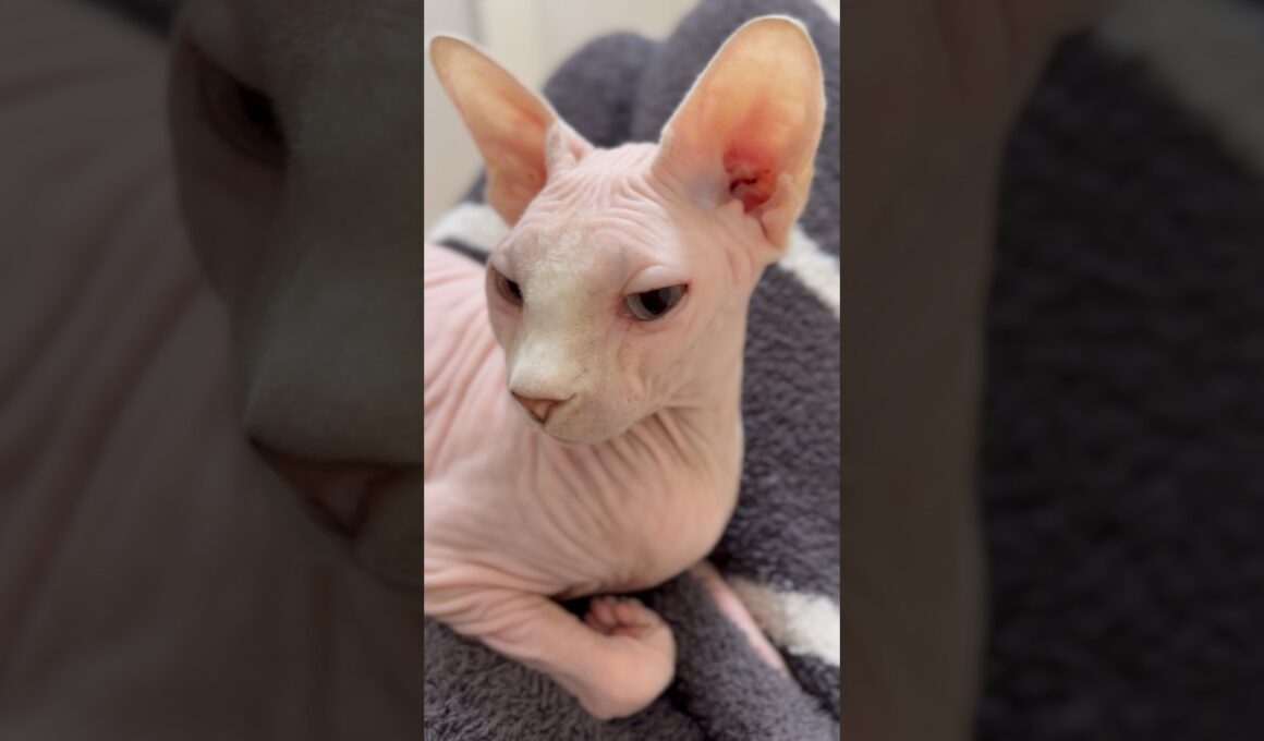 音量上げて聞いてみて！猫アレクサンドラのゴロゴロ音【スフィンクス】