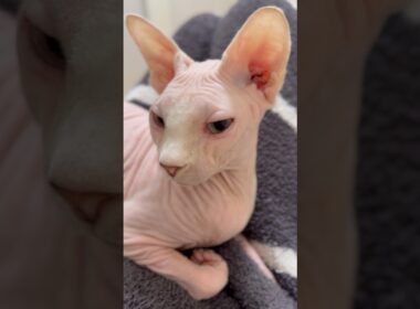 音量上げて聞いてみて！猫アレクサンドラのゴロゴロ音【スフィンクス】