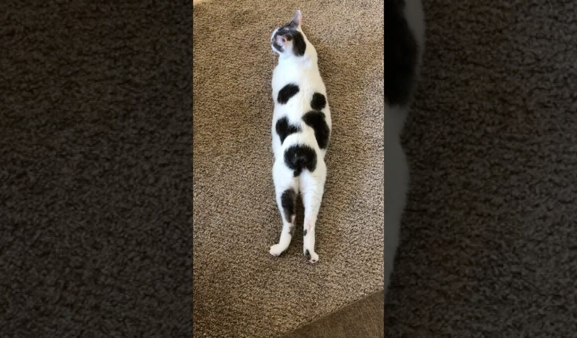 【マンクスという猫種】シッポがない猫たち