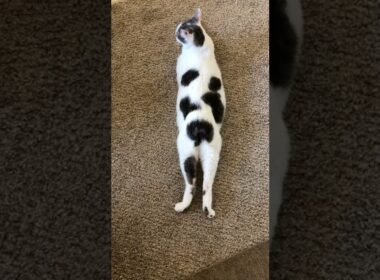 【マンクスという猫種】シッポがない猫たち