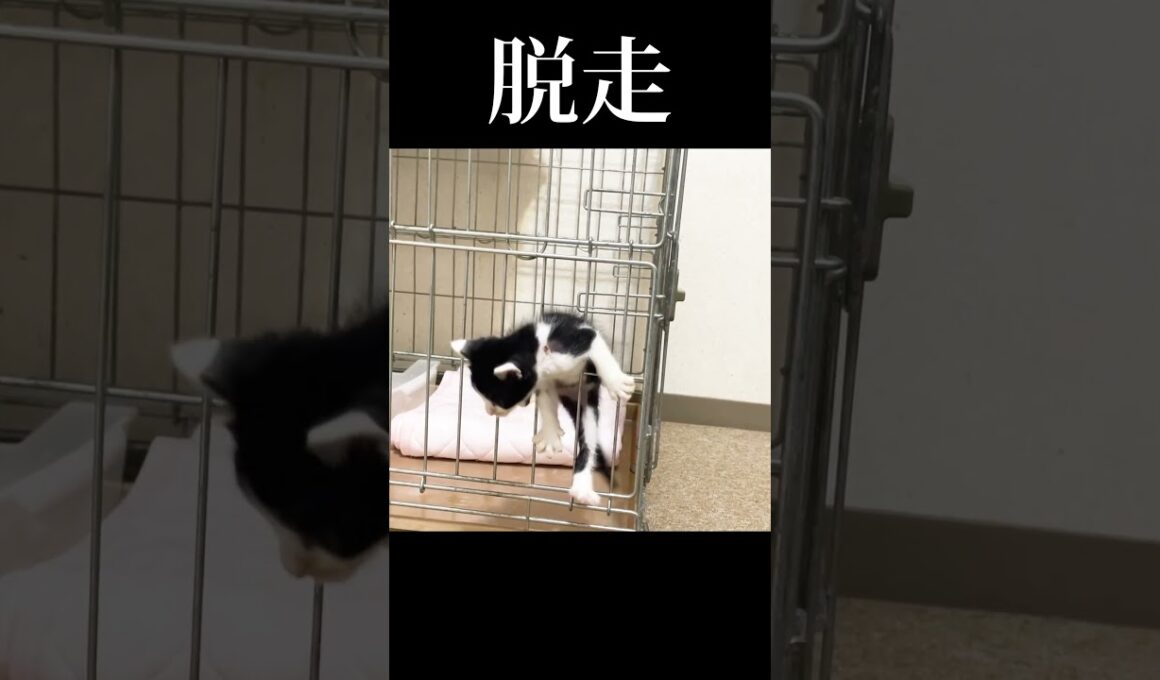 子猫だからってニャめるなよ