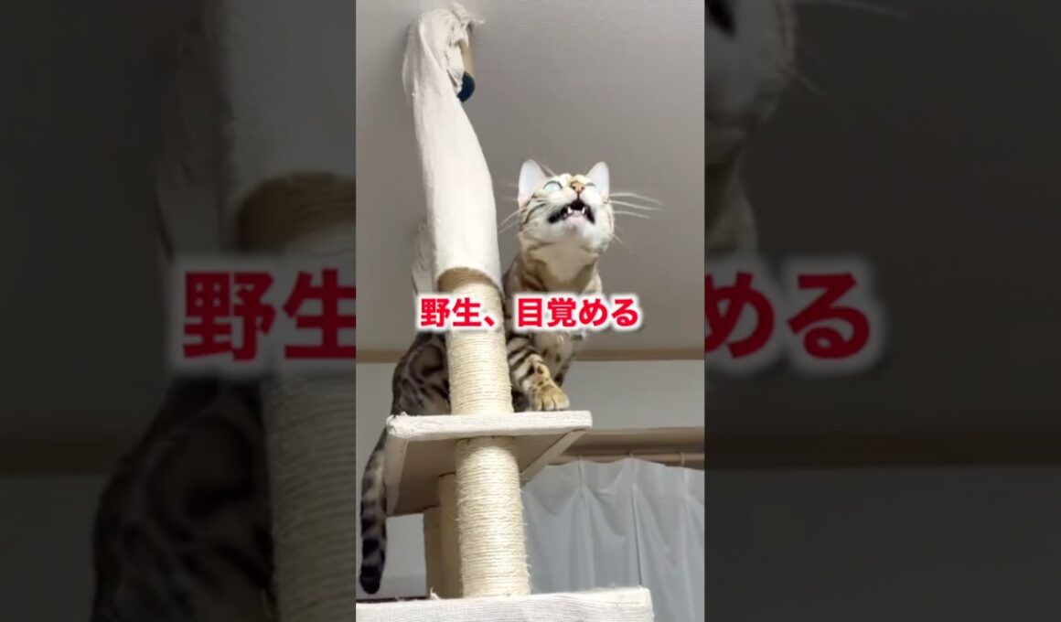 野生が目覚めたスノーベンガルのクラッキング#ねこのいる生活 #ベンガル #cat