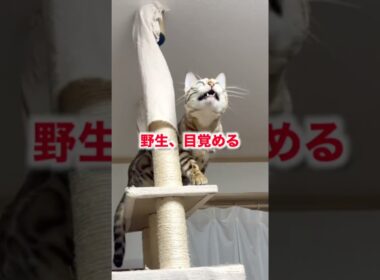 野生が目覚めたスノーベンガルのクラッキング#ねこのいる生活 #ベンガル #cat