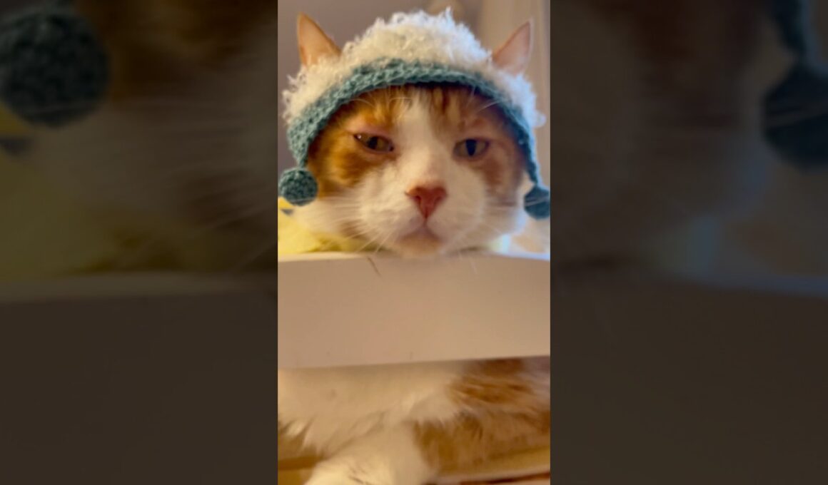 顔でかい…？ #shorts #猫のいる暮らし