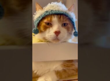 顔でかい…？ #shorts #猫のいる暮らし