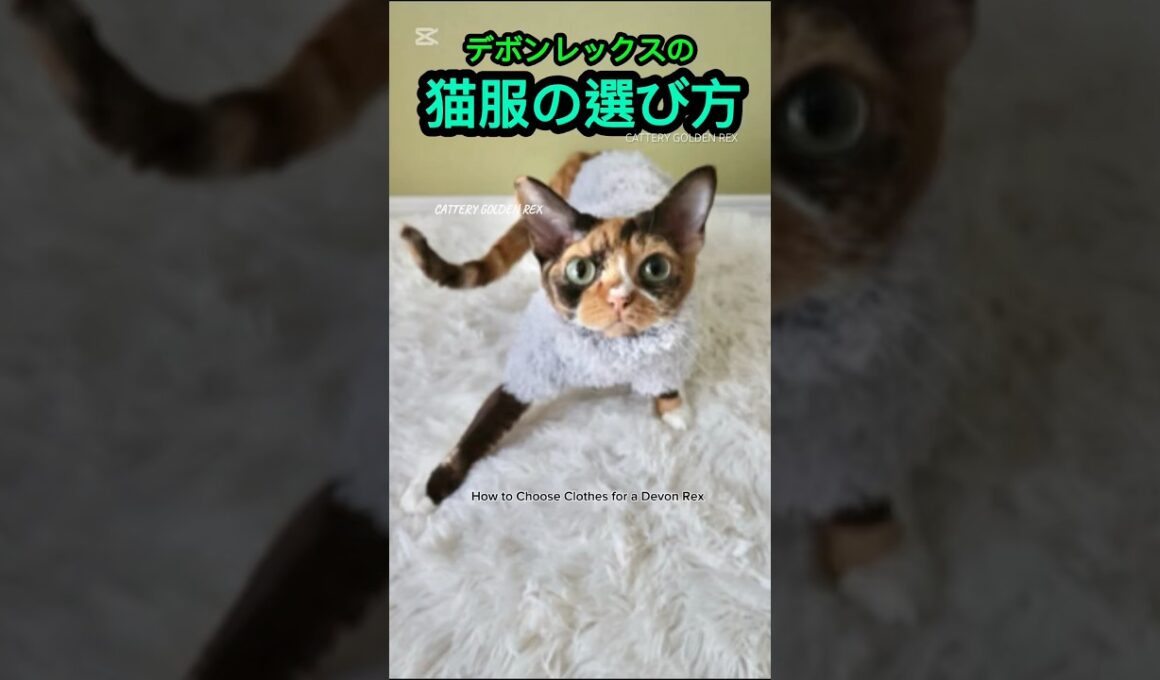 【猫服】デボンレックスの猫服 #shorts  #shortvideo #デボンレックス #デボンレックス子猫 #デボンレックスブリーダー #devonrex #子猫 #goldenrex #愛知